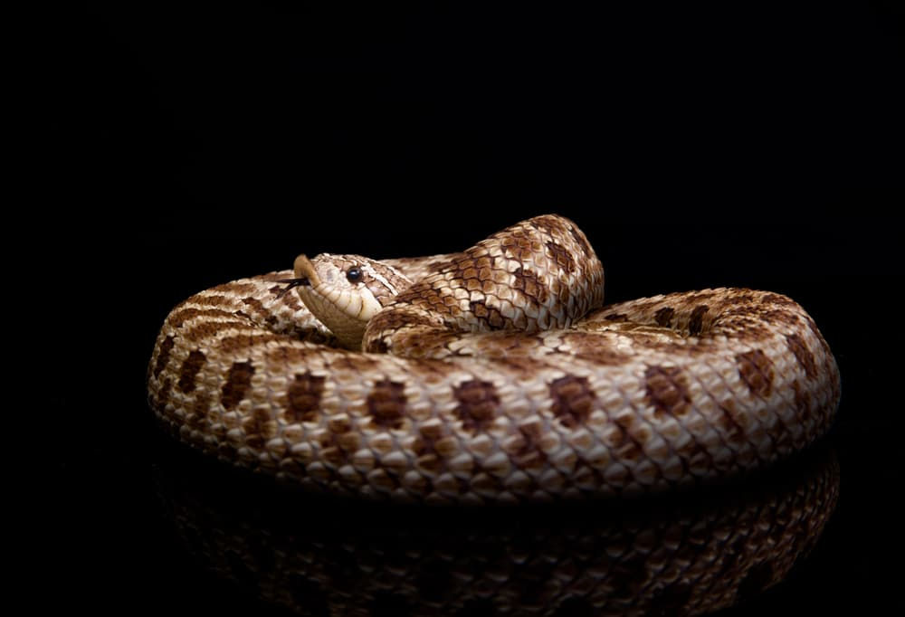 Western Hognose Snake on black background