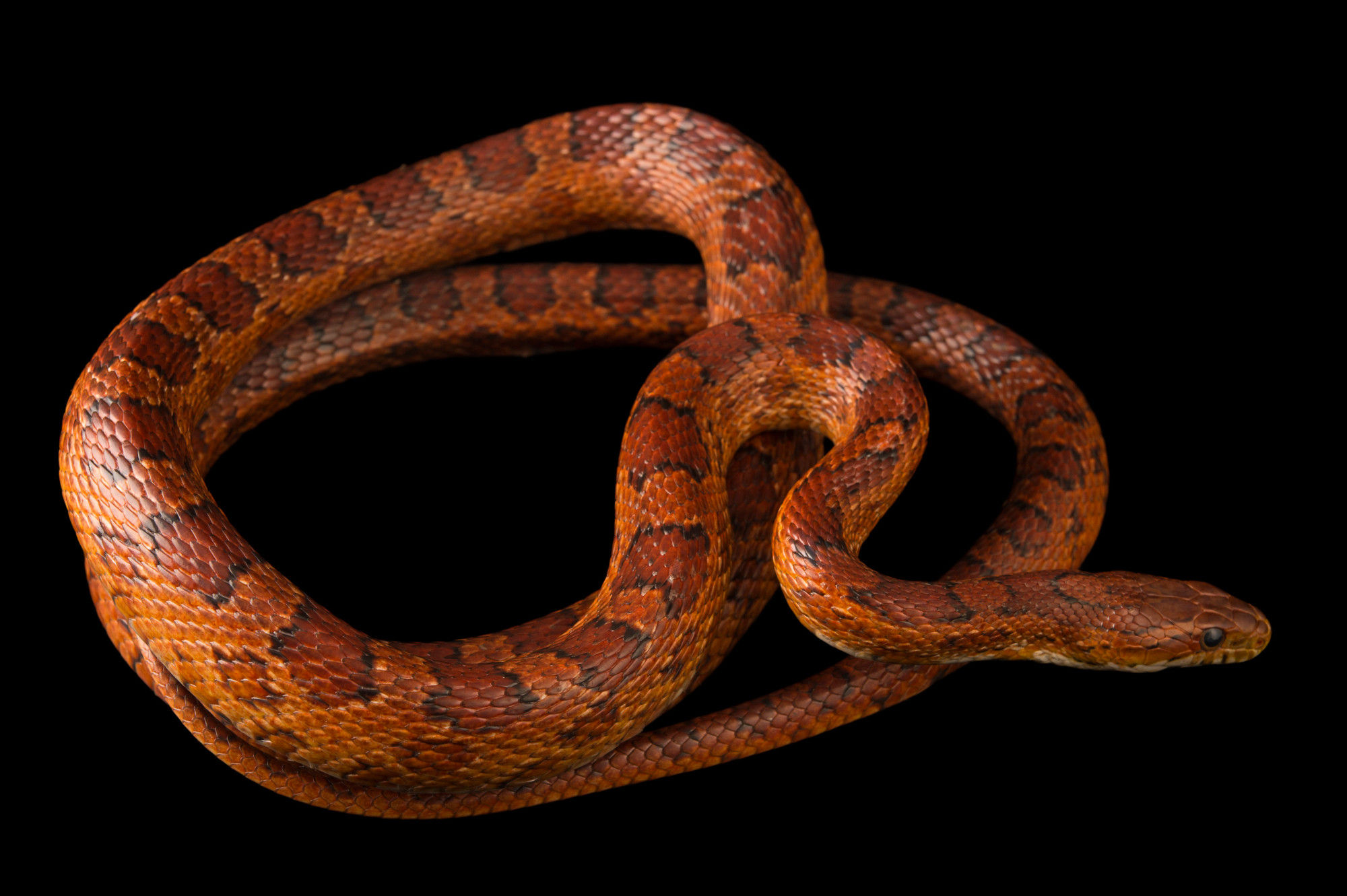 Corn Snake on black background