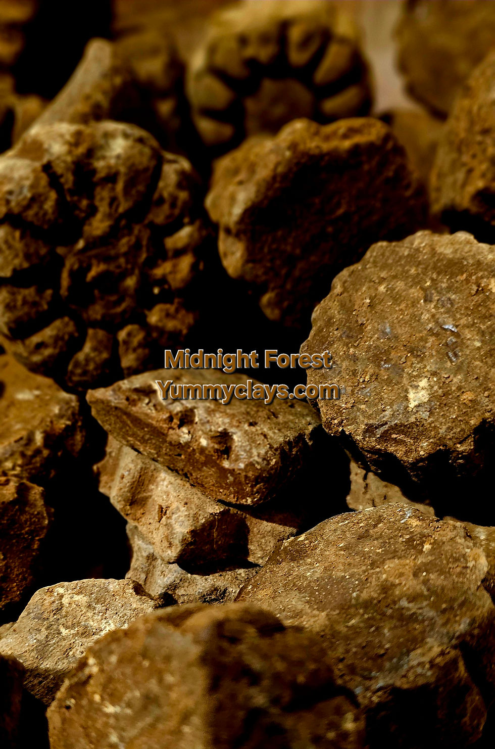 Thumbnail: MIDNIGHT FOREST