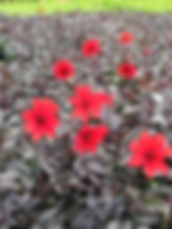 Dahlia 'Mystic Enchantment'