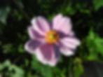 Anemone single pink