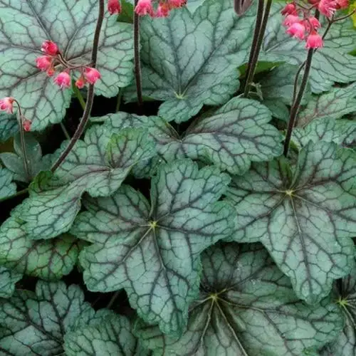 Heuchera 'Peppermint Spice'