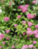 Spiraea 'Anthony Waterer'
