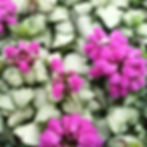 Lamium 'Beacon Silver'