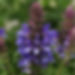 Salvia nemorosa New Dimension Blue