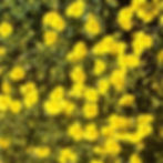 Mercadonia 'magic yellow carpet'