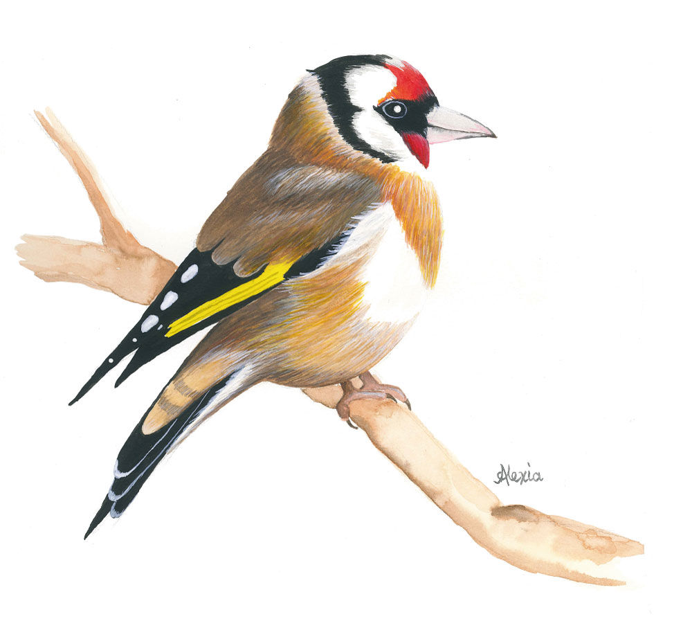 Goldfinch