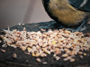 Bird Seed