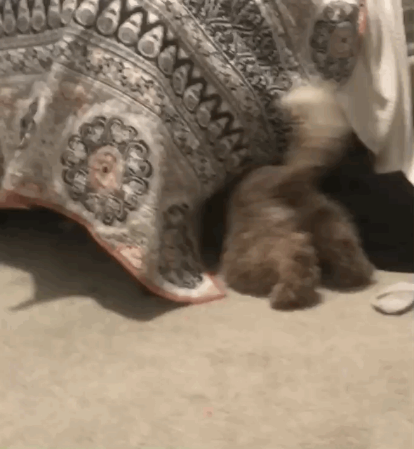 IMG_7415.gif