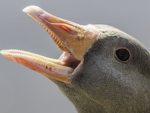 Remarkably Diverse Teeth of the Animal Kingdom