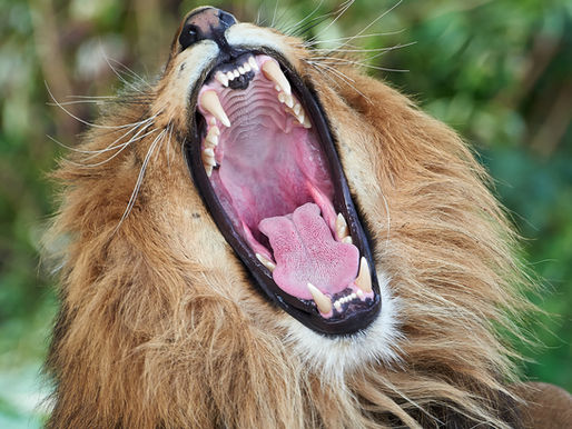 Amazing Incisors and Their Many Shapes and Uses