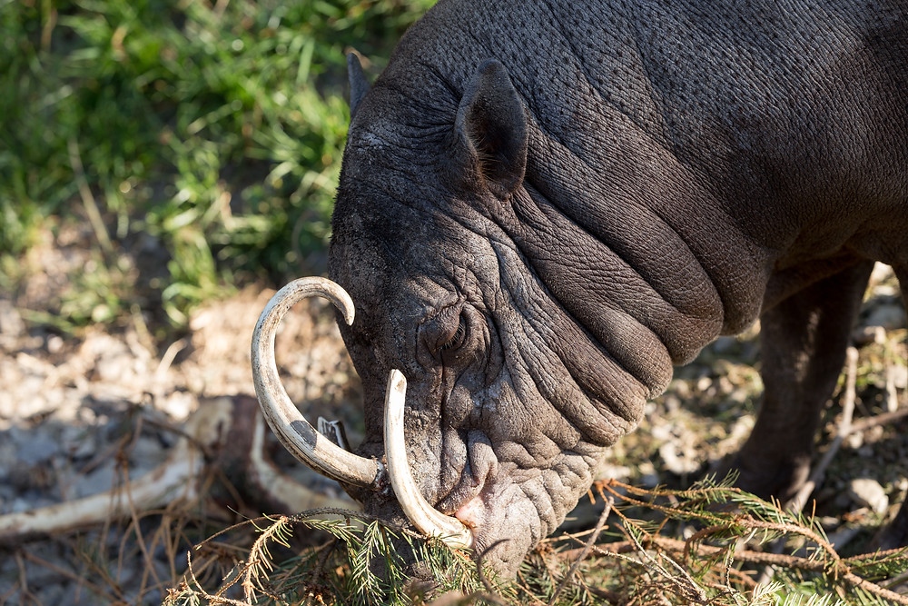 Incredible Canine Teeth In Humans And Animals