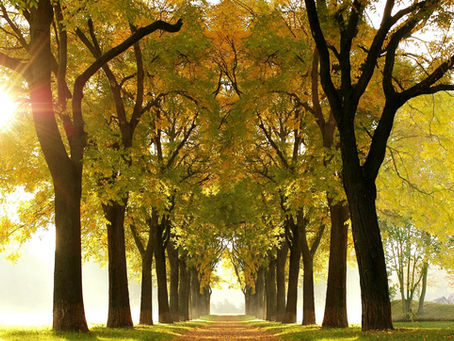 A fall pathway reminiscent of Saratoga's Avenue of the Pines.
