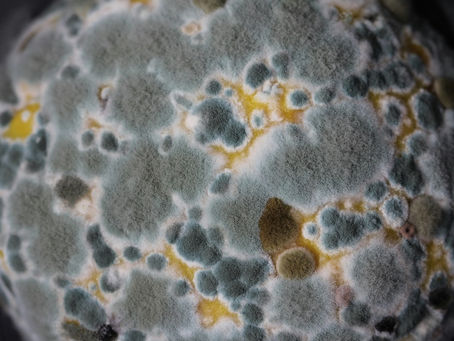 Furry discoloured mould obscuring an orange