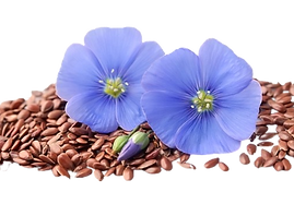 Flax seed and flax flower