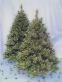 Брайтон нью с шишками 210см