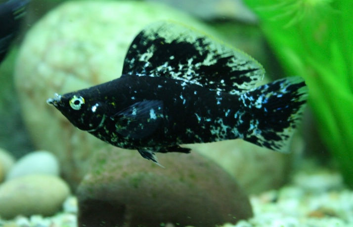 Pair of Marble Sailfin Molly