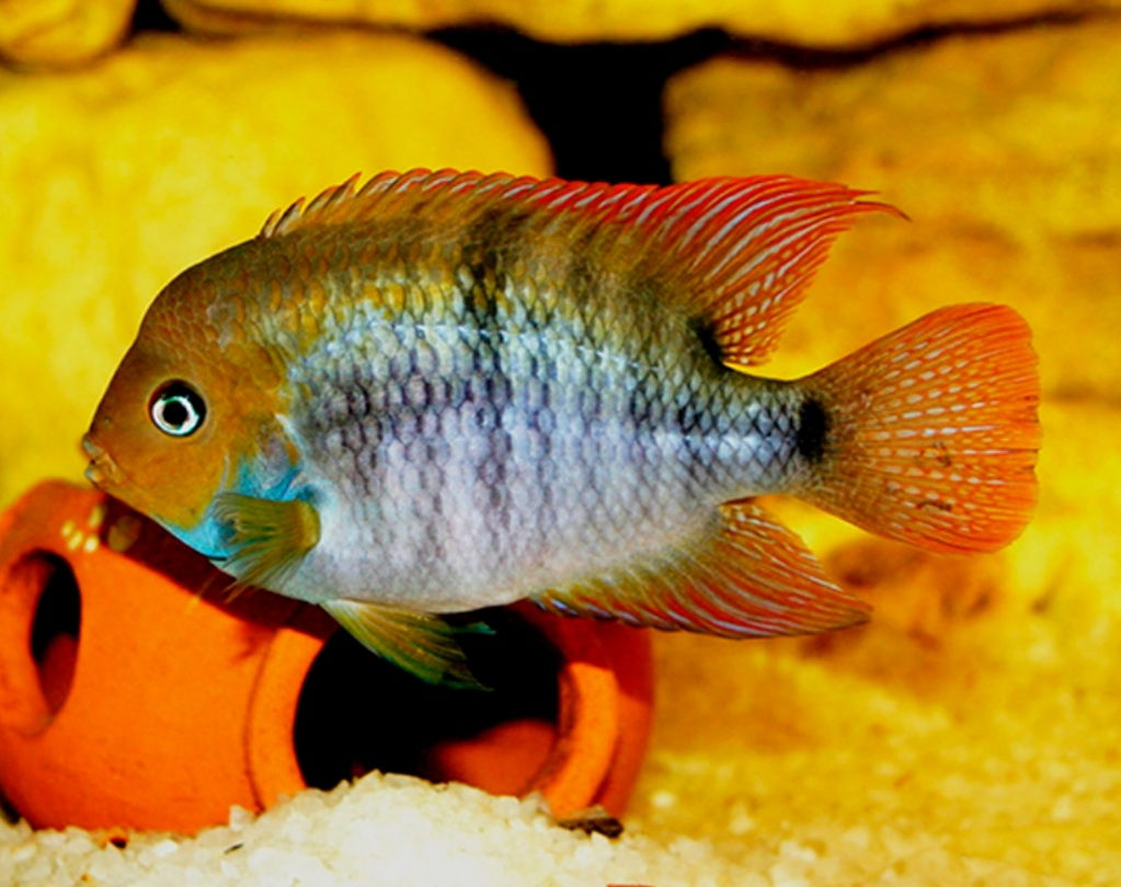 T Bar Cichlid