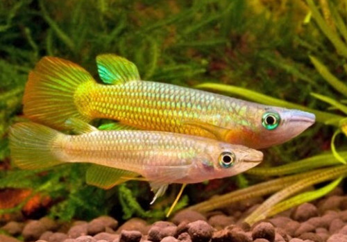 golden-wonder-panchax-killifish-onlineaquaticstore