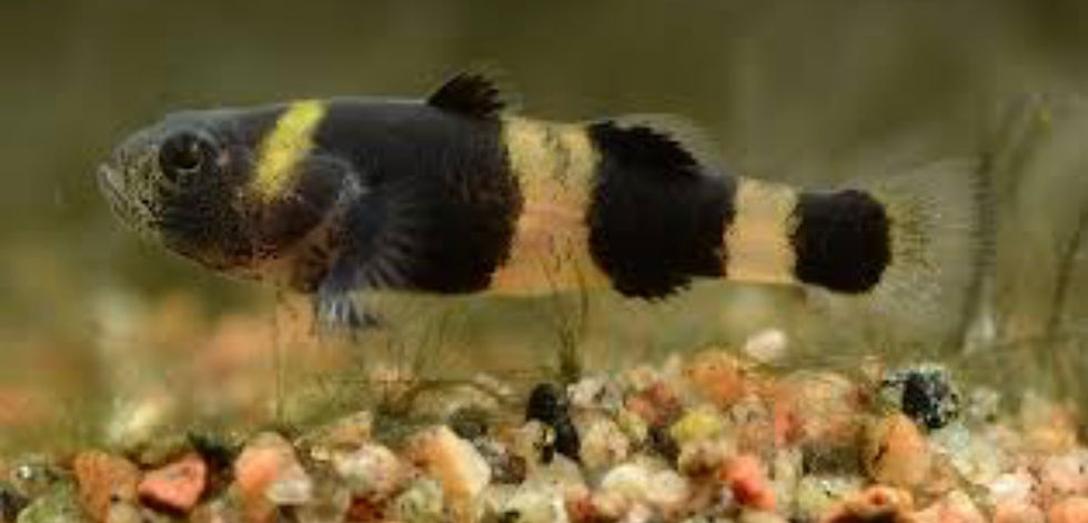 Bumblebee Goby