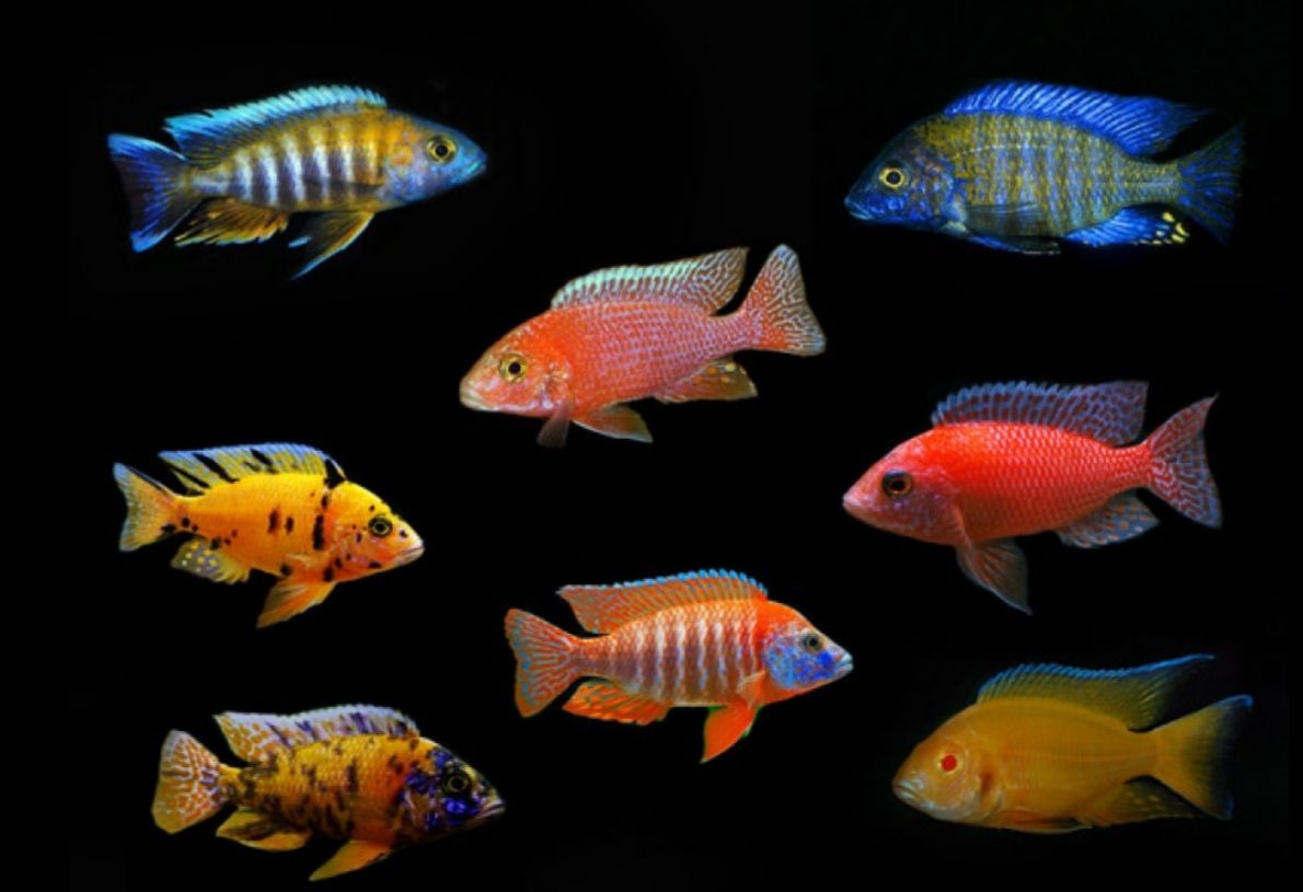 10x Assorted 5-6cm Aulonocara Peacock Cichlid