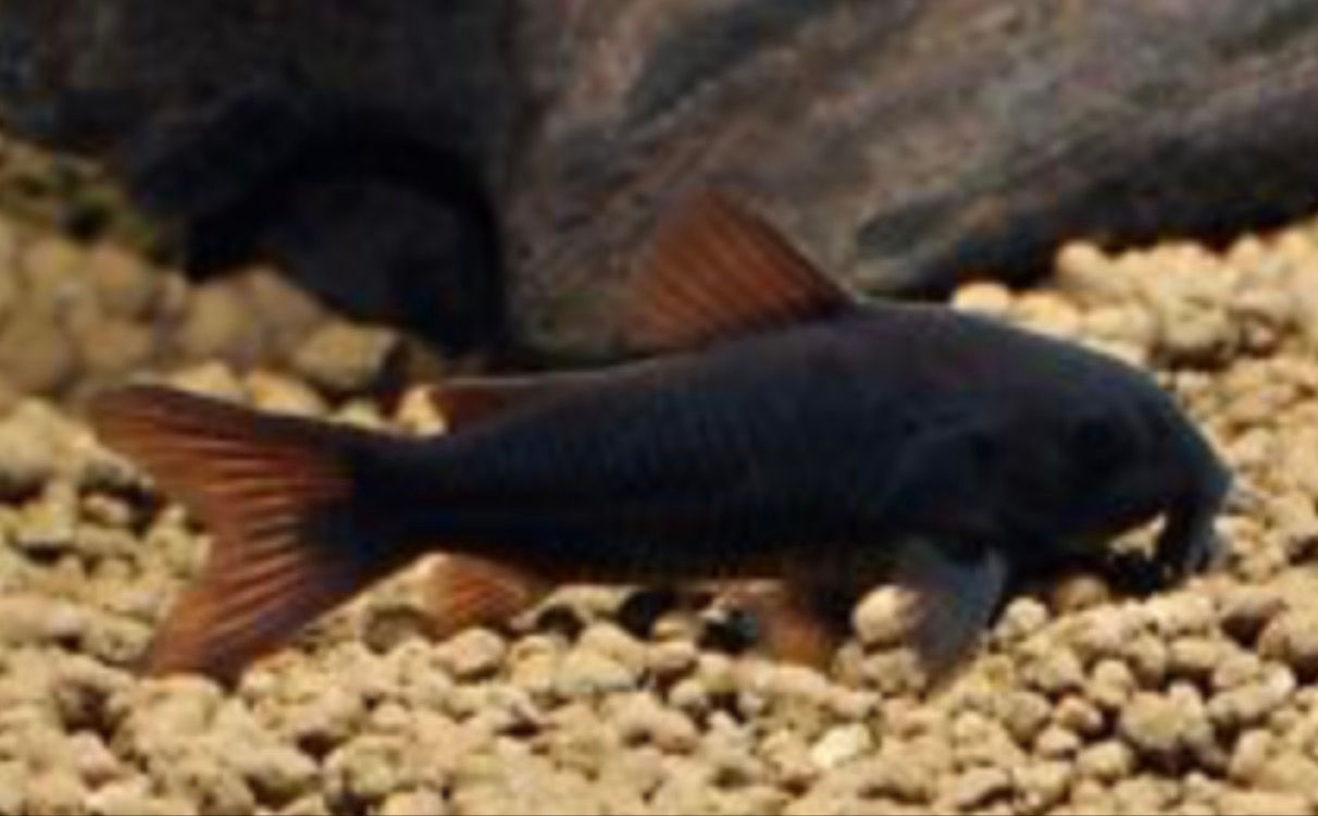 Black Venezuelan Corydoras(Rare)
