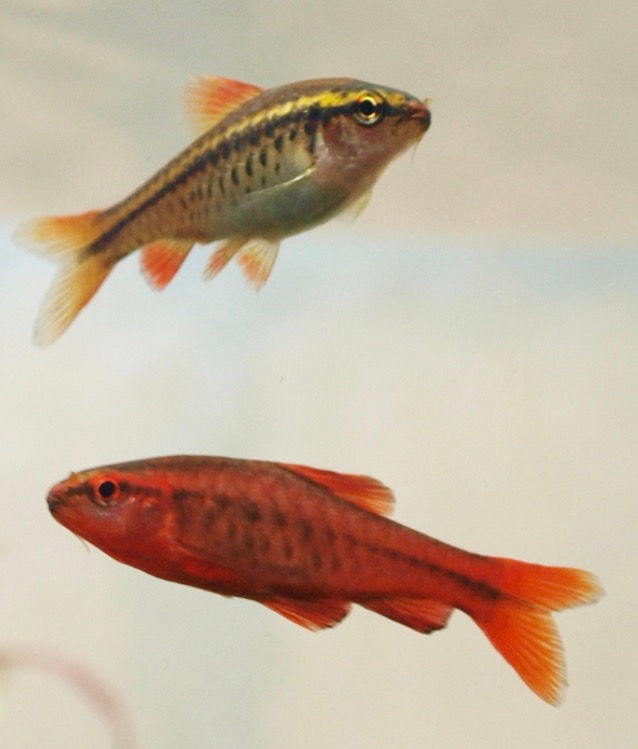 Cherry Barb