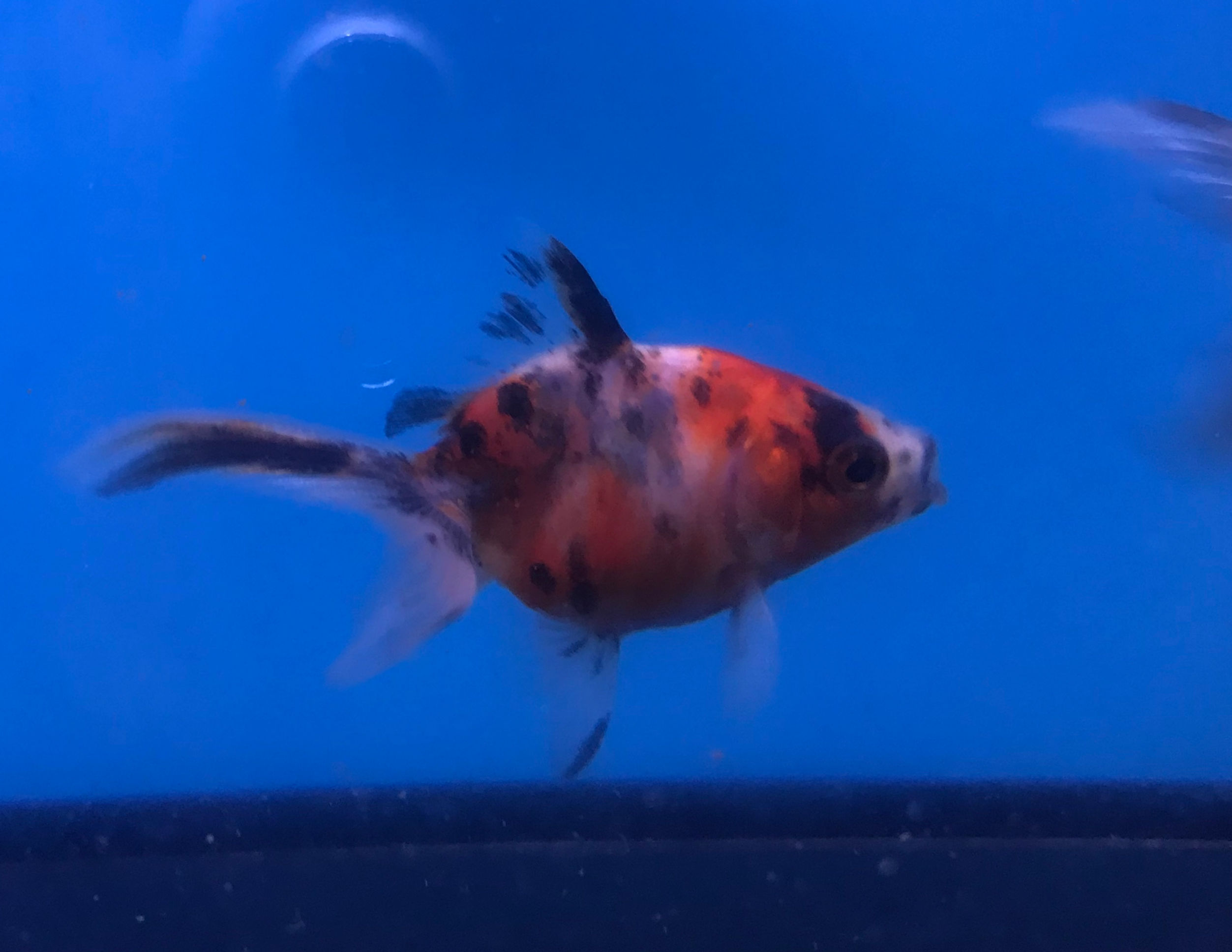 Small Calico Fantail 3-4cm