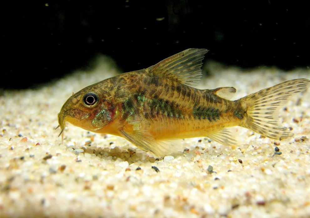 Peppered Corydoras