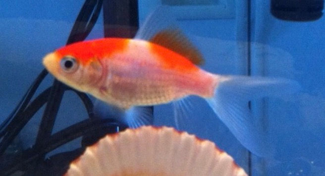 Thumbnail: 2-3" Sarassa Comet Goldfish