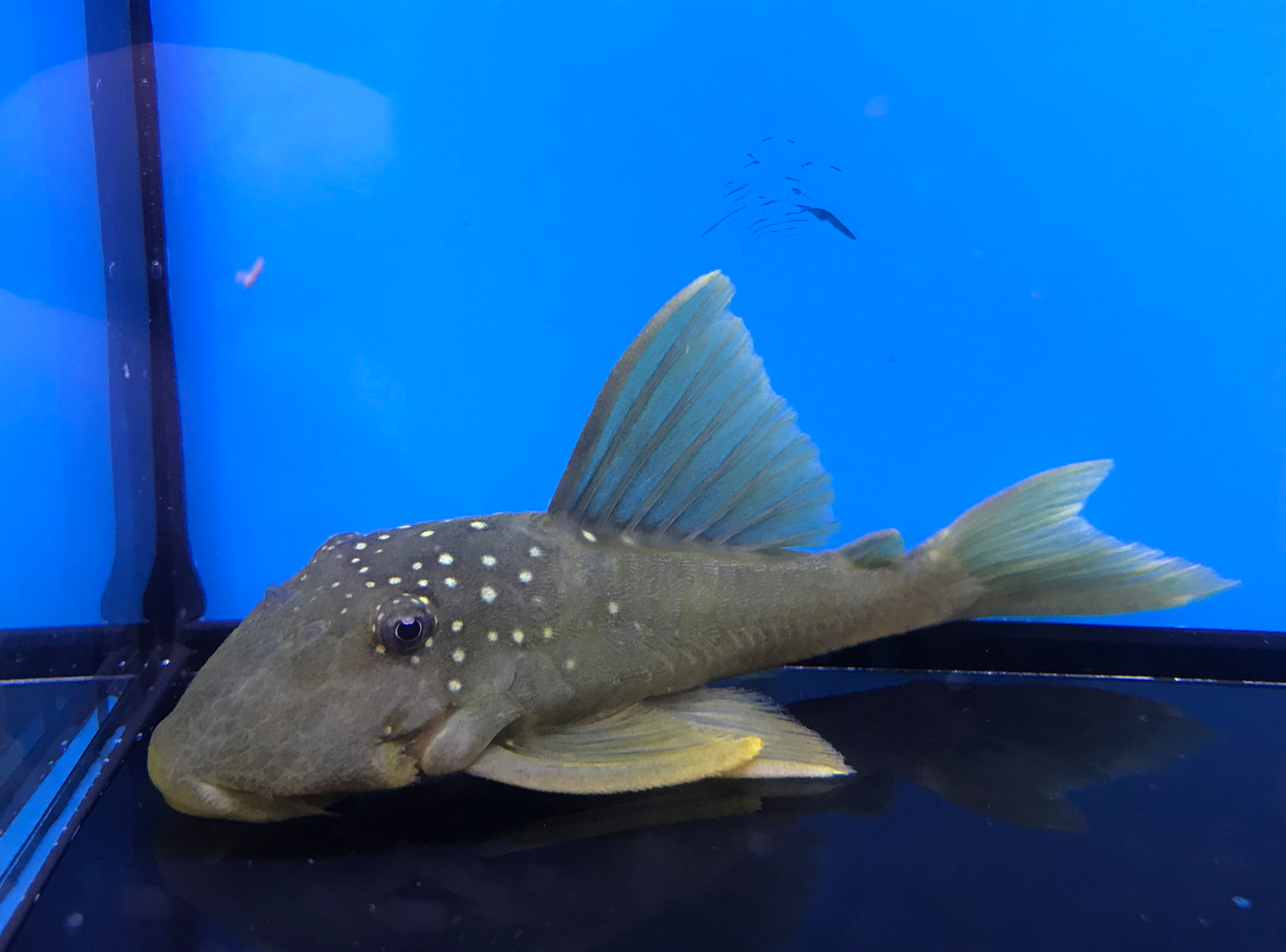 Green Phantom Plecostomus L200