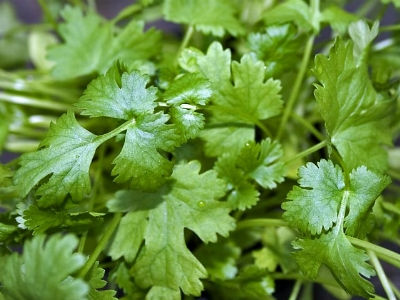 Coriander