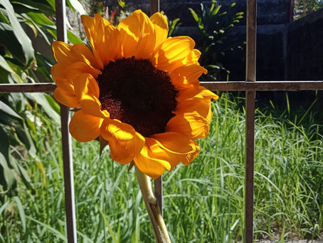 Every Summer (Poem)