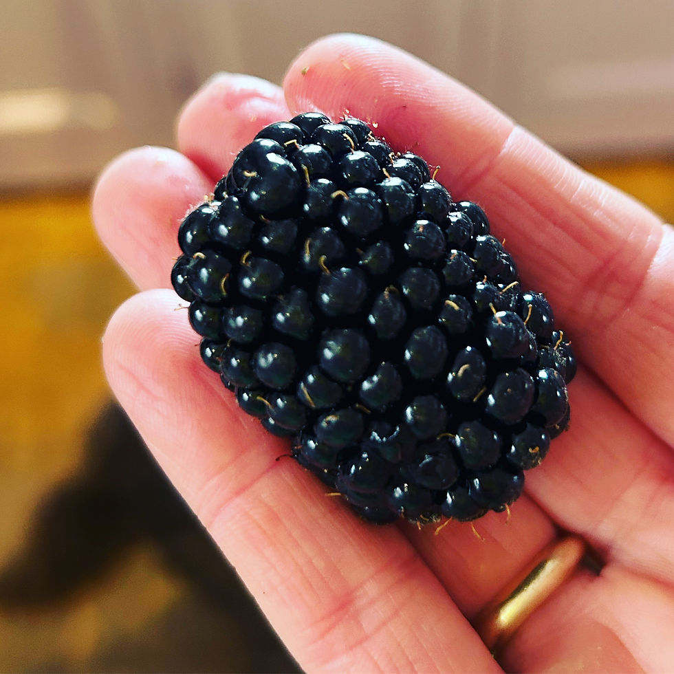 blackberry