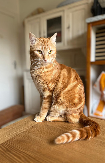 Pépin