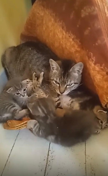 Saga et ses chatons