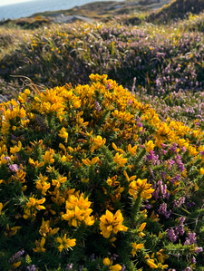 Moving through tar and the fear of Lyme