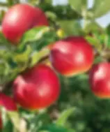 Bareroot Semi Dwarf Apple Tree