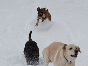 Here's Why Using an Off-Leash K9 is Critical