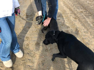 Jolene the Dog #Found