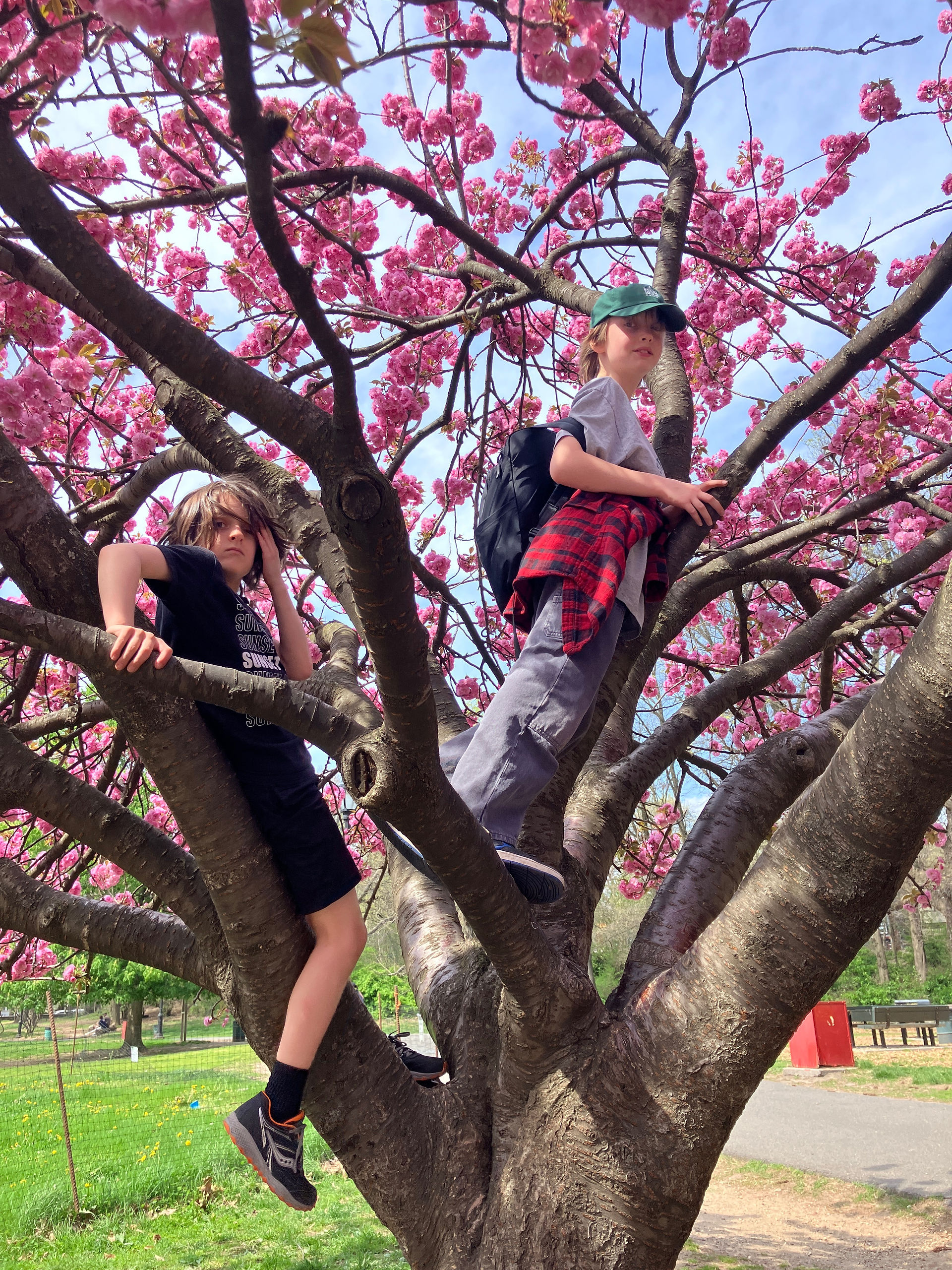 Climbing the cherry tree