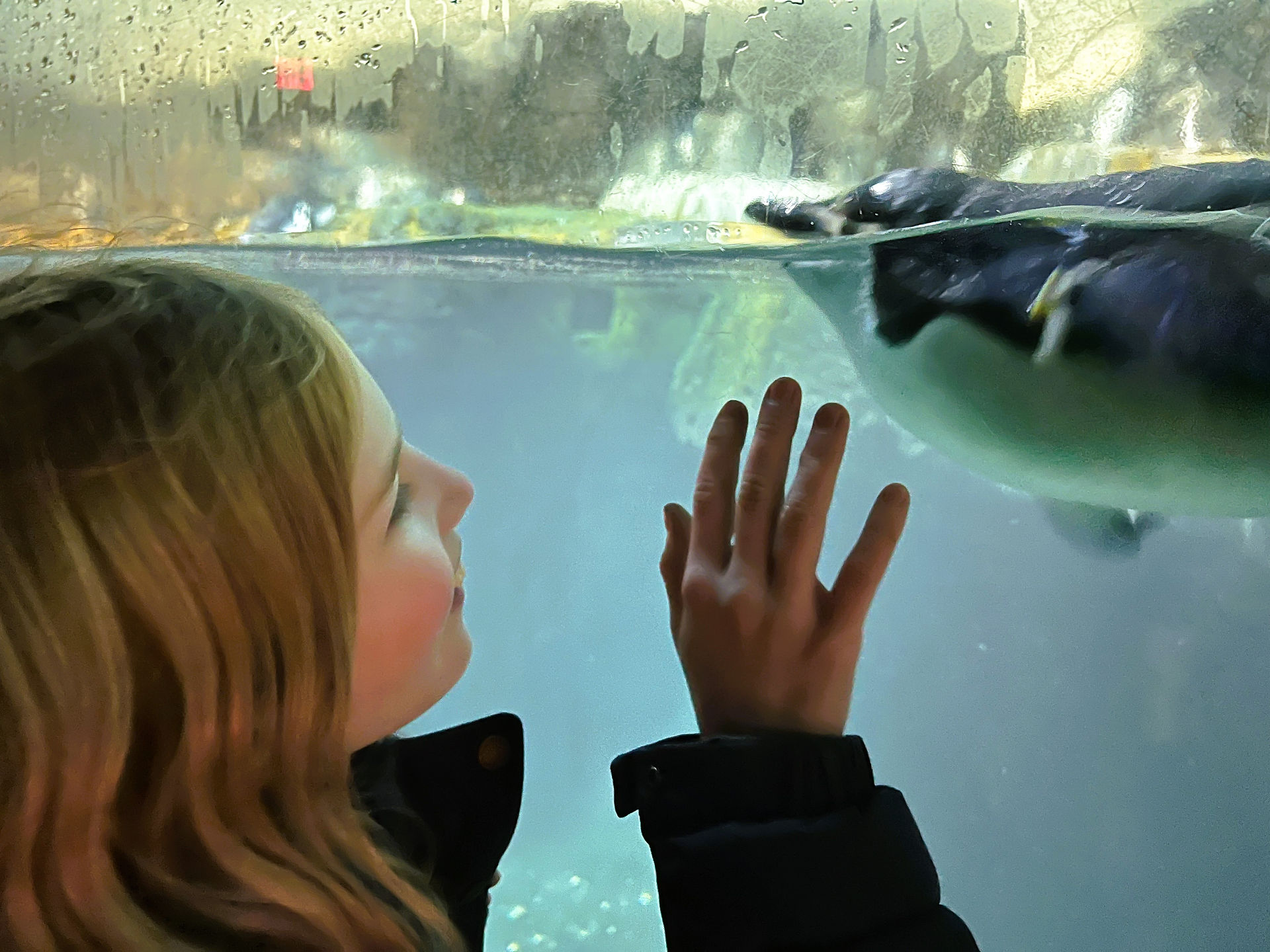 Penguins at the zoo