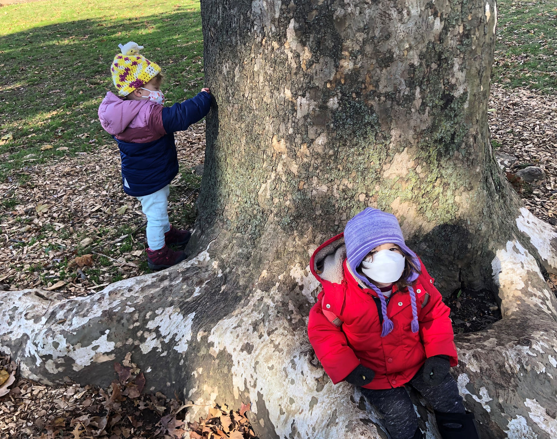 Let's go to the magic tree