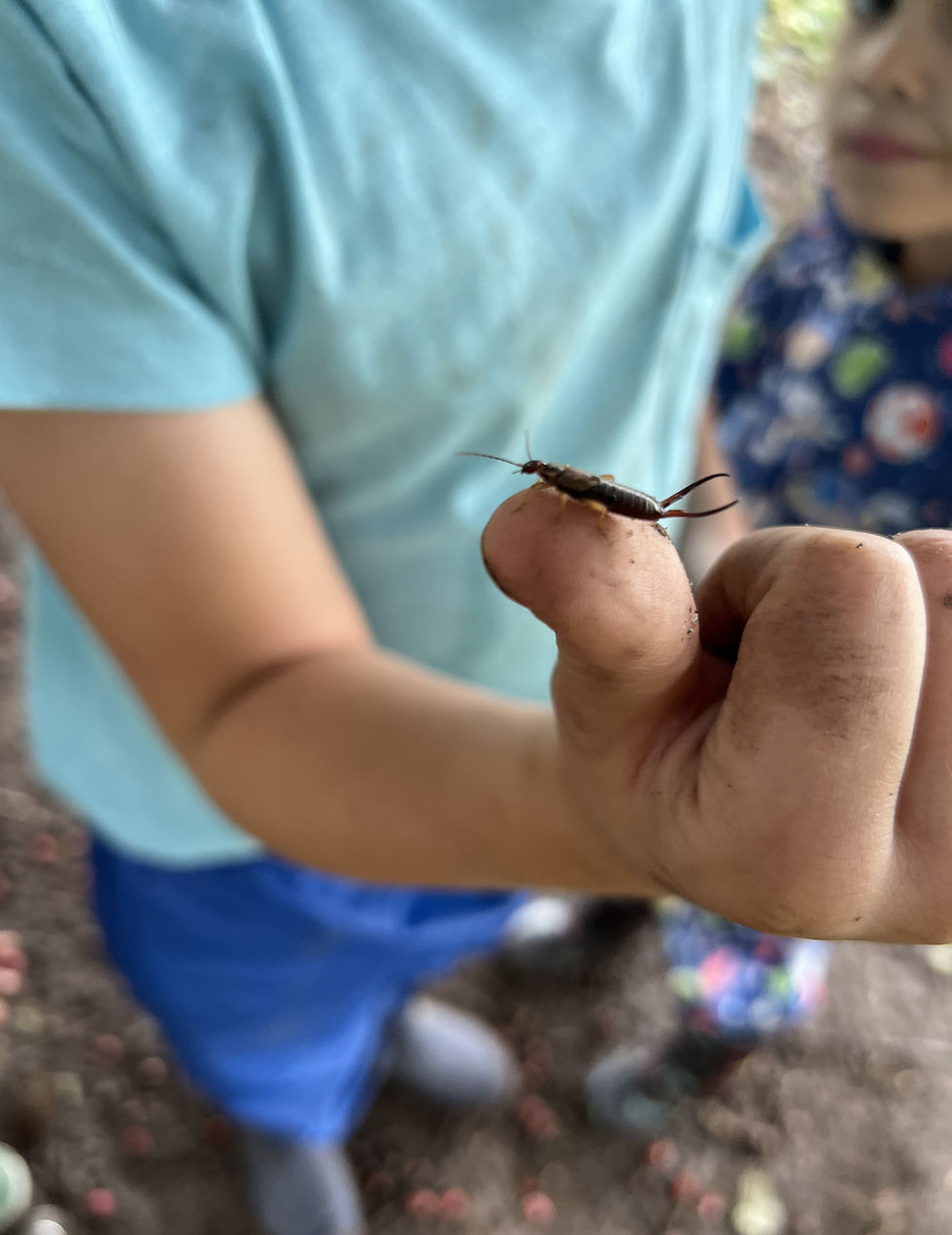 earwig on a boy's thumb