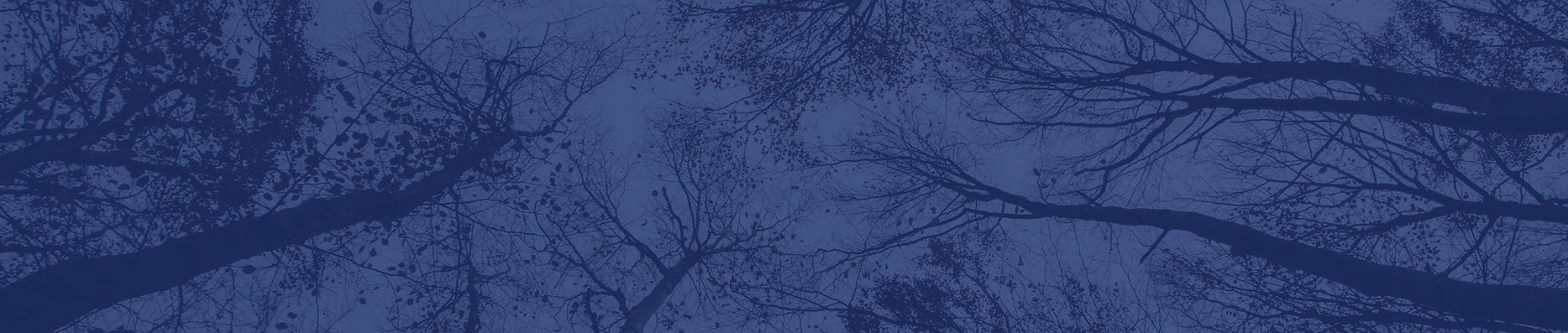 Trees_edited_edited.jpg