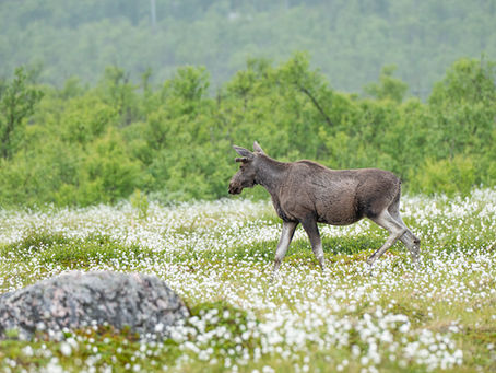 10 weken op pad Scandinavië( 4e en laatste blog)