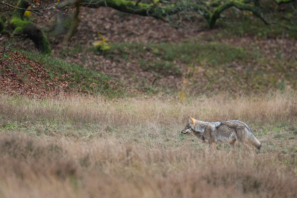 Jonge Wolf op de Veluwe....