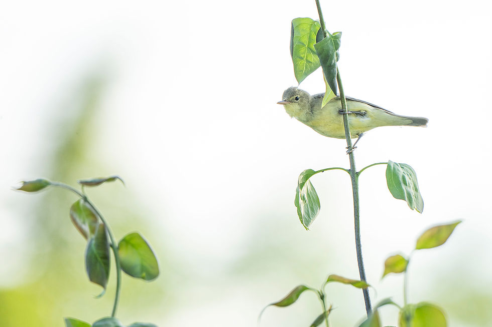 Spotvogel tussen het struweel (highkey)
