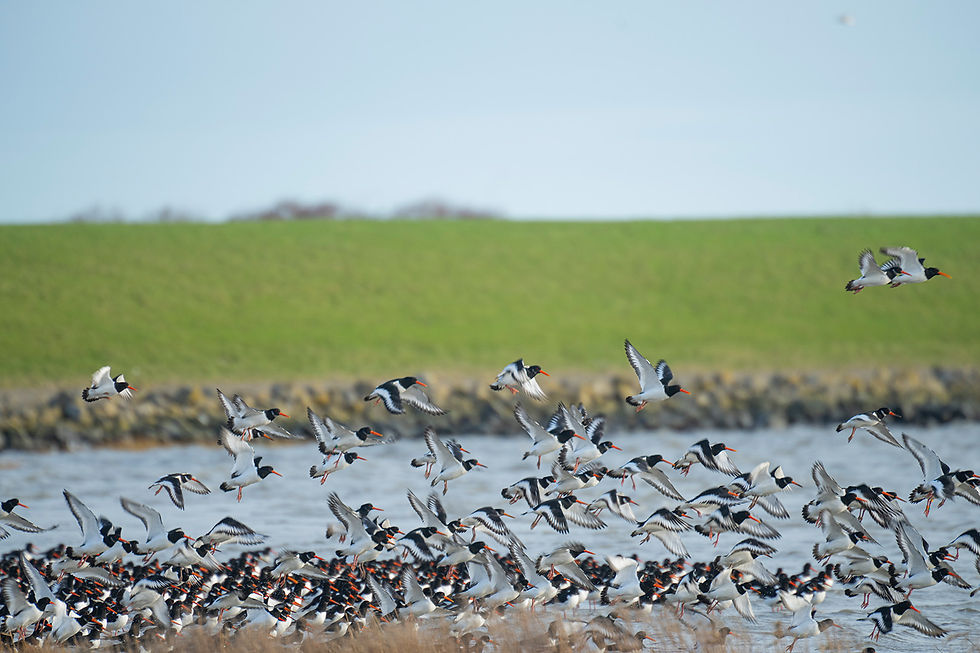 Scholeksters vliegen op van hun hoogwatervluchtplaats....