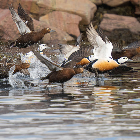 Varanger 2: Båtsfjord: eenden en sneeuwhazen